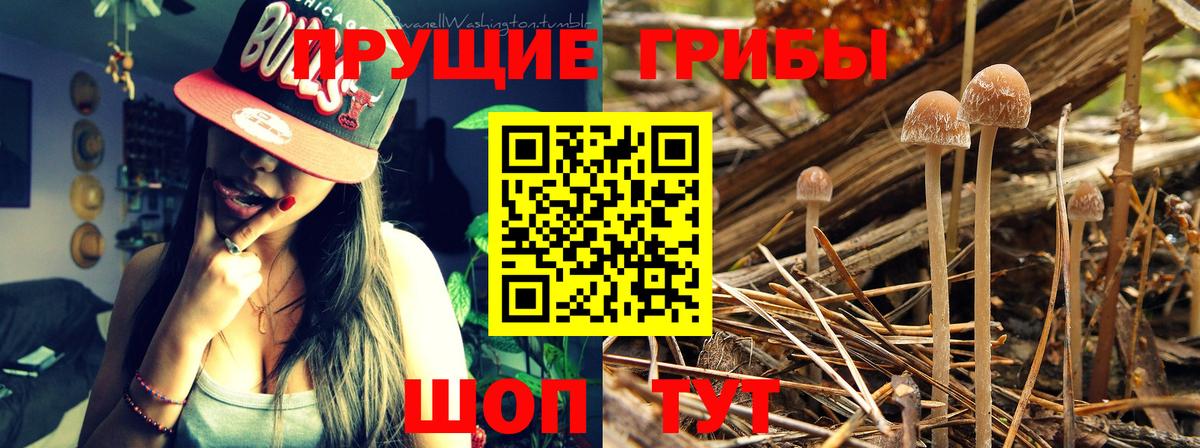 Галлюциногенные грибы Psilocybe  Вход с VPN  Кропоткин 